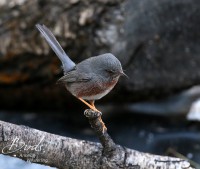 /album/proven%c3%a7aalse-grasmus/proven%c3%a7aalse-grasmus%28sylvia-undata%29dartford-warbler-curruca-rabilargo-e-jpg-jpg/